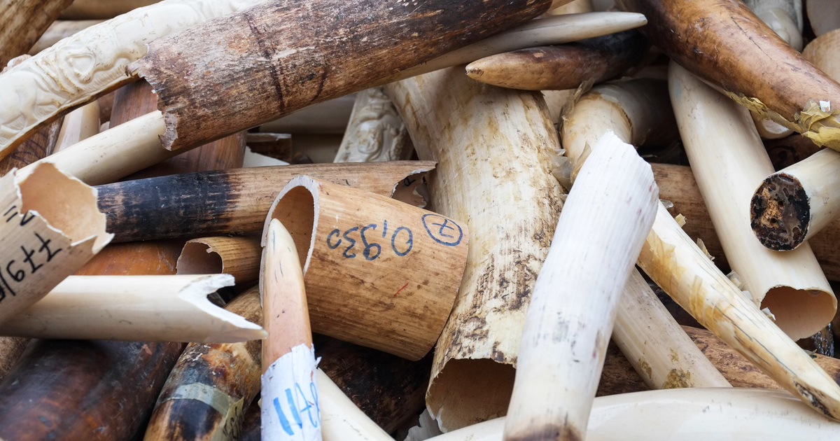 Ivory Falling 1.8 tonnes of ivory destroyed in Reims, France