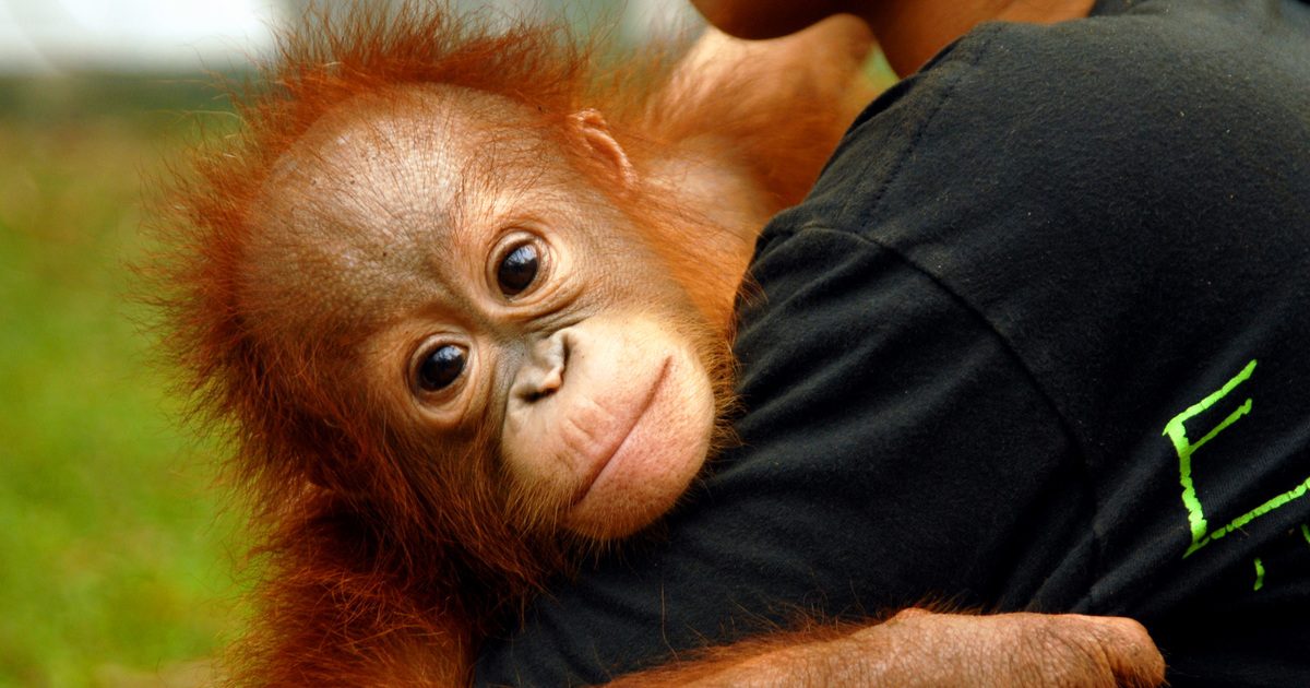 Rescued baby orangutan takes first steps toward rehabilitation