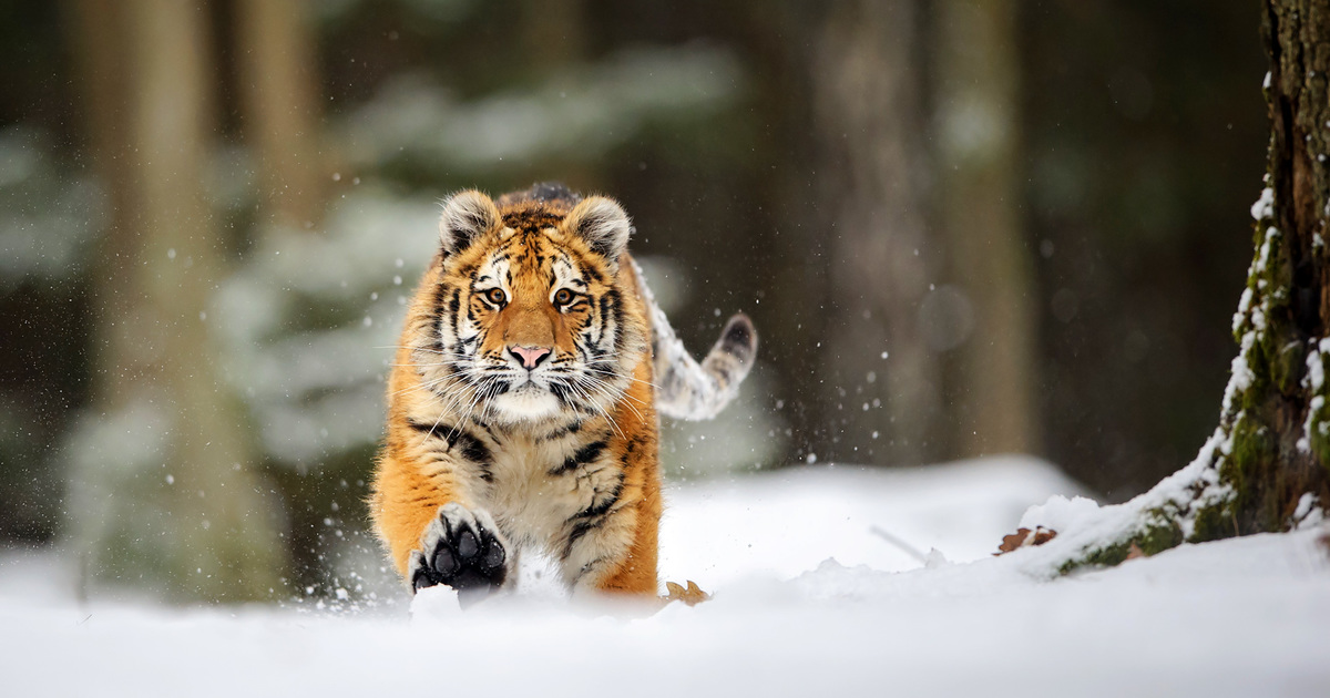 Amur tiger coming in from the cold 