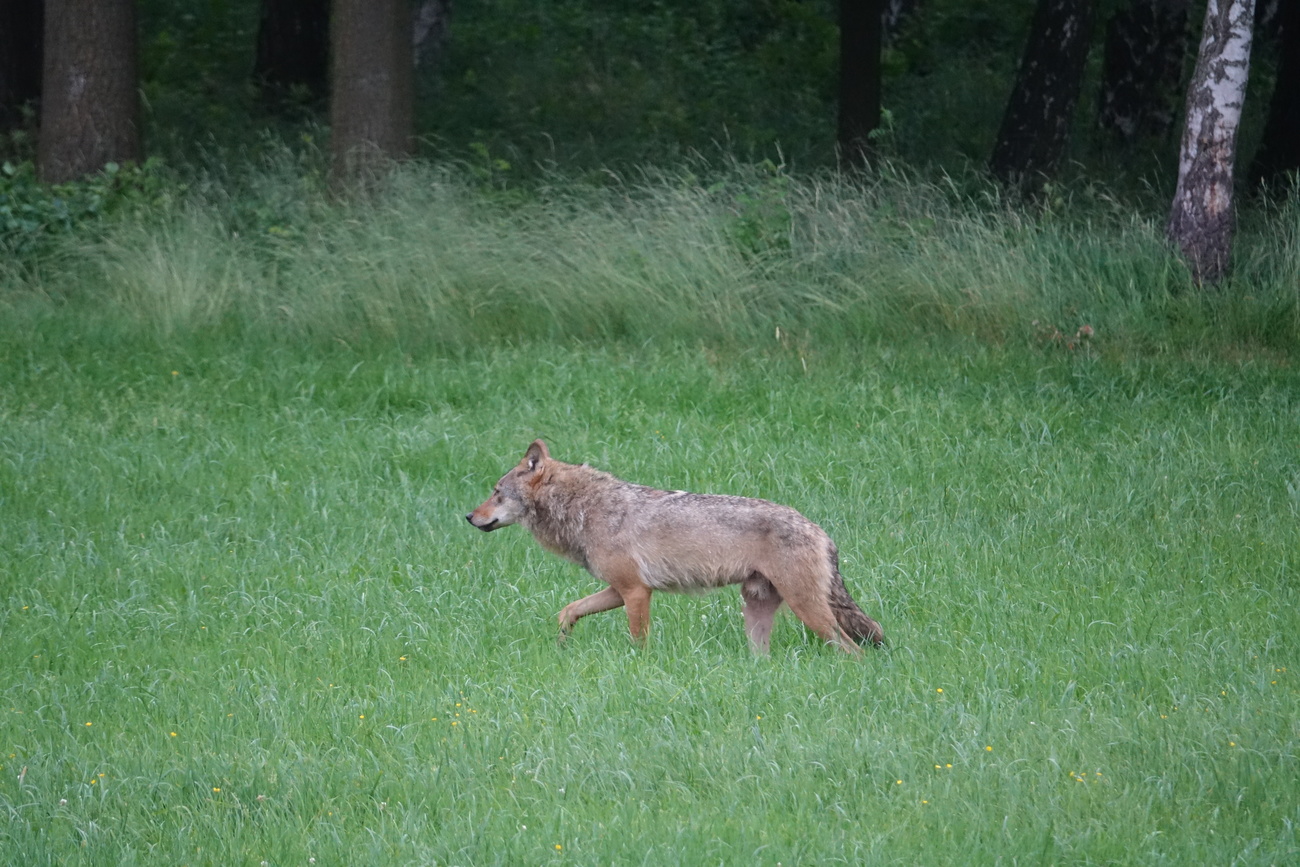 Wolf bij een bosrand