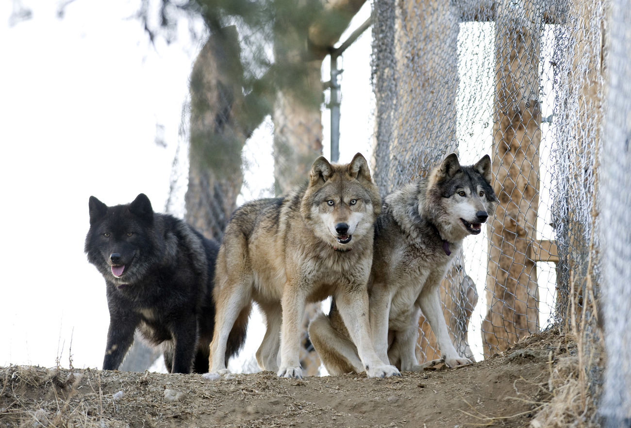 wolven en wolfshonden die verplaatst zijn van Alaska naar Lockwood Animal Rescue Center in Frazier Park, Californië. IFAW doneerde de omheiningen voor de 28 wolven en wolfshonden.