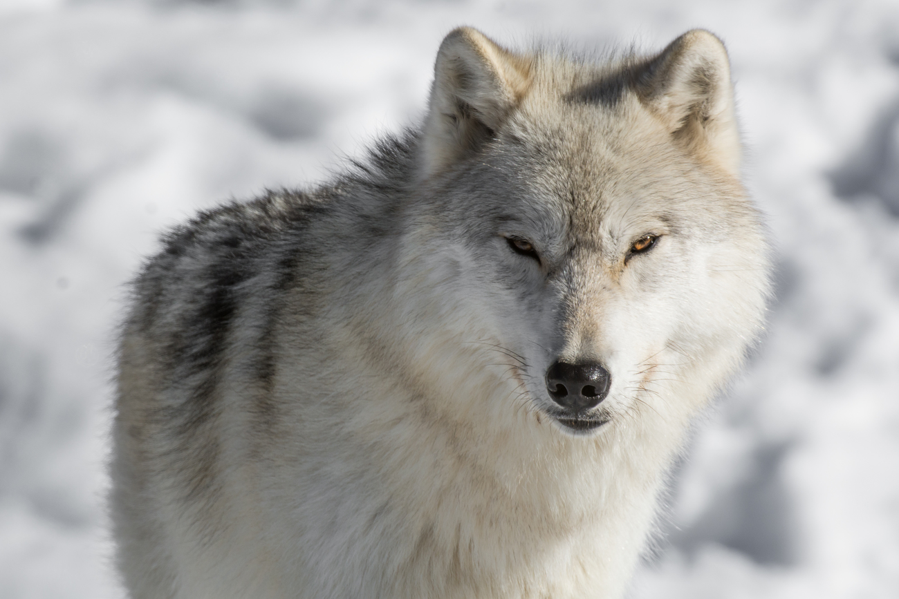 Starende wolf