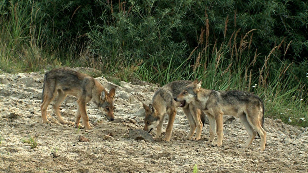 Eerste foto van pasgeboren wolven pups in Brandenburg na de terugkomst van de wolf in het wild in Duitsland. De pups zijn ongeveer 3 maanden oud.
