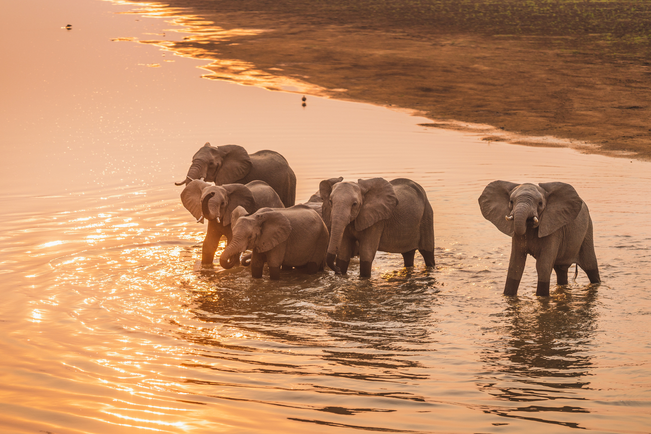 In June, IFAW successfully moves a herd of 83 endangered African elephants out of harm’s way in Malawi.