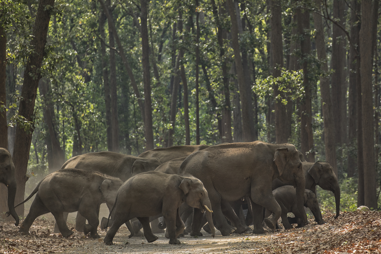 IFAW acquiert un corridor migratoire en Inde et met hors de danger plus d’un millier d’éléphants d’Asie.