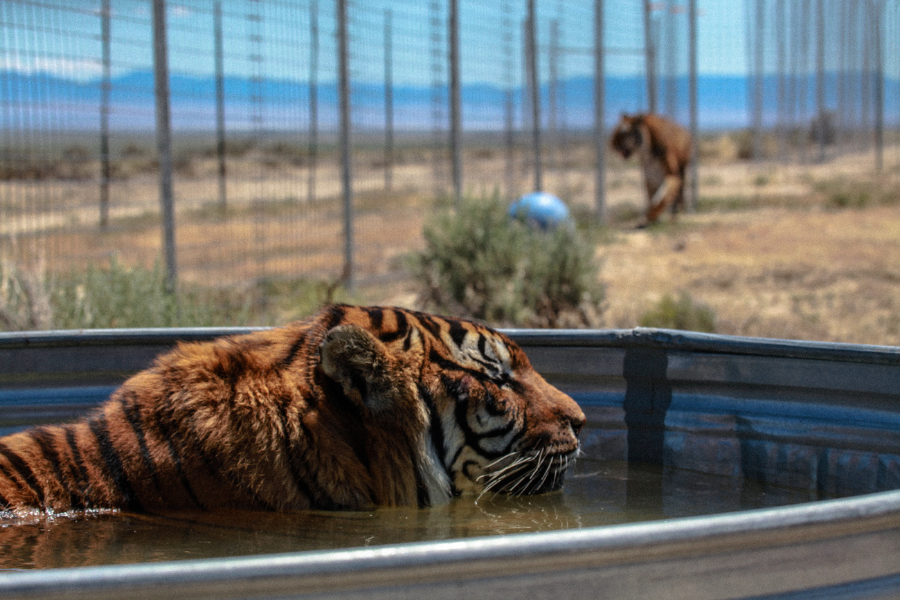 IFAW rescues 24 tigers from a backyard zoo in New Jersey. The publicity helps pass the Captive Wildlife Safety Act.