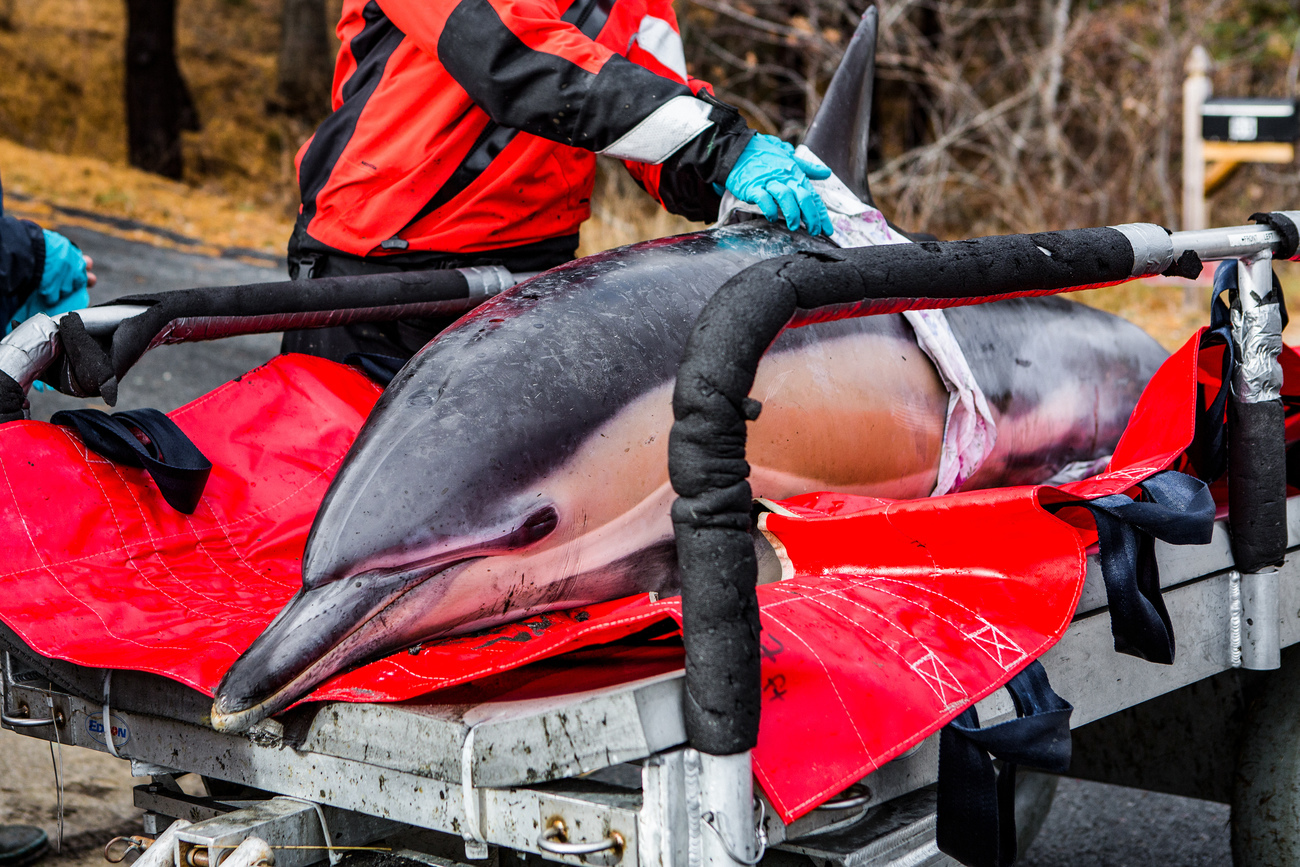 IFAW toont aan dat dolfijnen die in hun eentje stranden weer kunnen worden uitgezet en niet hoeven te worden afgemaakt.