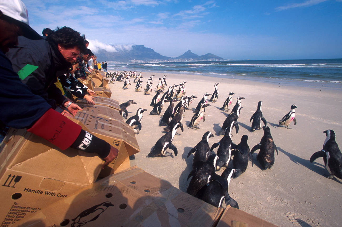 Als vor der Küste Südafrikas ein Frachter sinkt, werden 38.000 Pinguine verölt. Bei der größten Rehabilitationsaktion aller Zeiten für verölte Vögel, unter Leitung des IFAW, können über 90 % der Tiere erfolgreich wieder in die Freiheit entlassen werden.