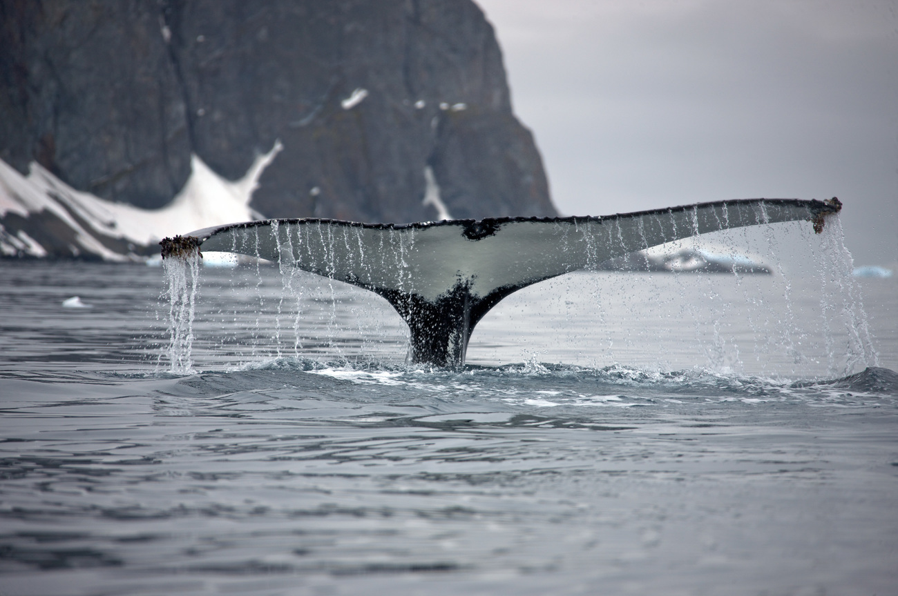 IFAW neemt het voortouw bij internationale inspanningen voor het instellen van het Walvisreservaat in de Zuidelijke IJszee, dat bescherming moet bieden aan 90% van alle walvissen op aarde.