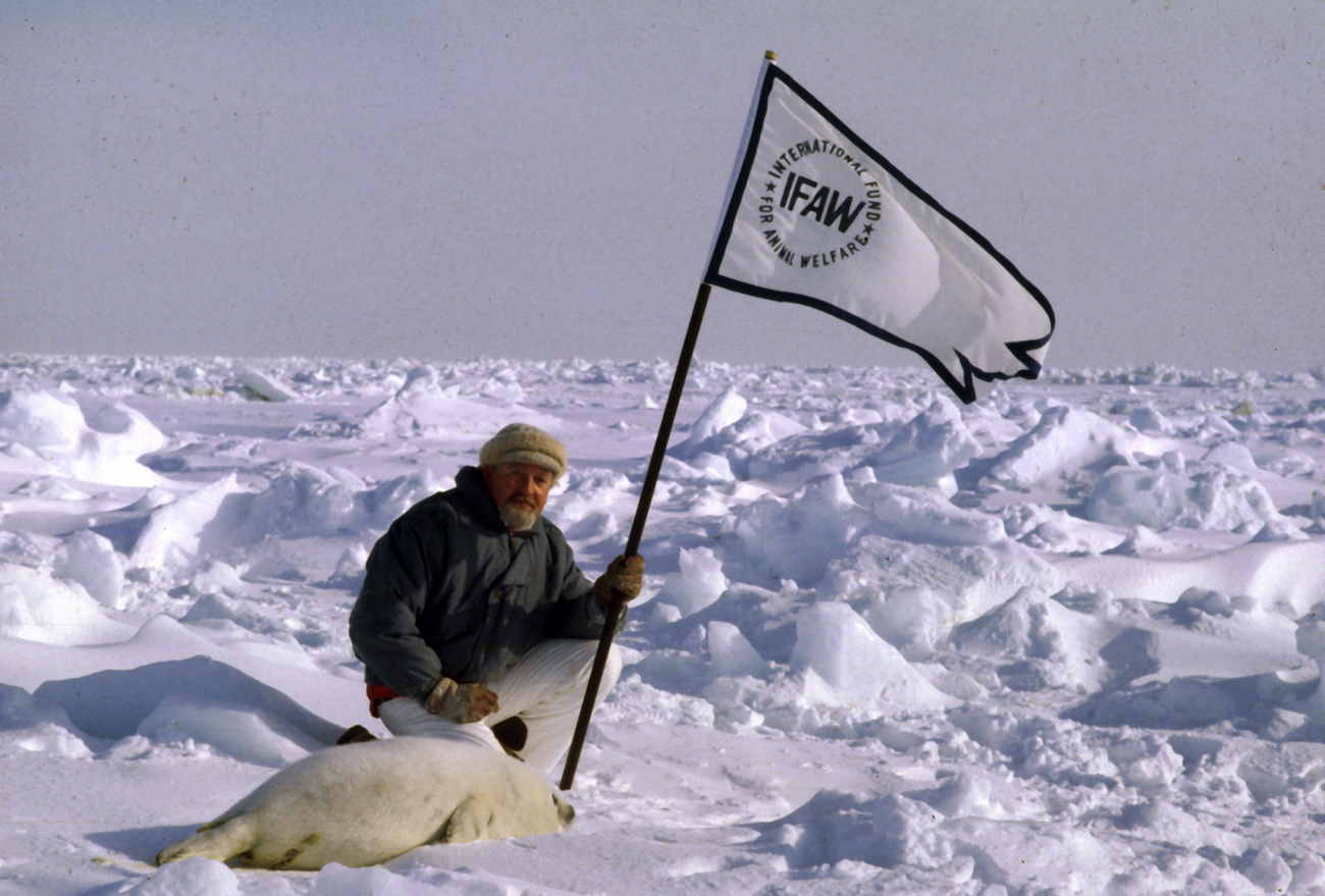Brian Davies fonde IFAW dans le but de mettre fin à la chasse commerciale aux bébés phoques (blanchons) sur la côte est du Canada.