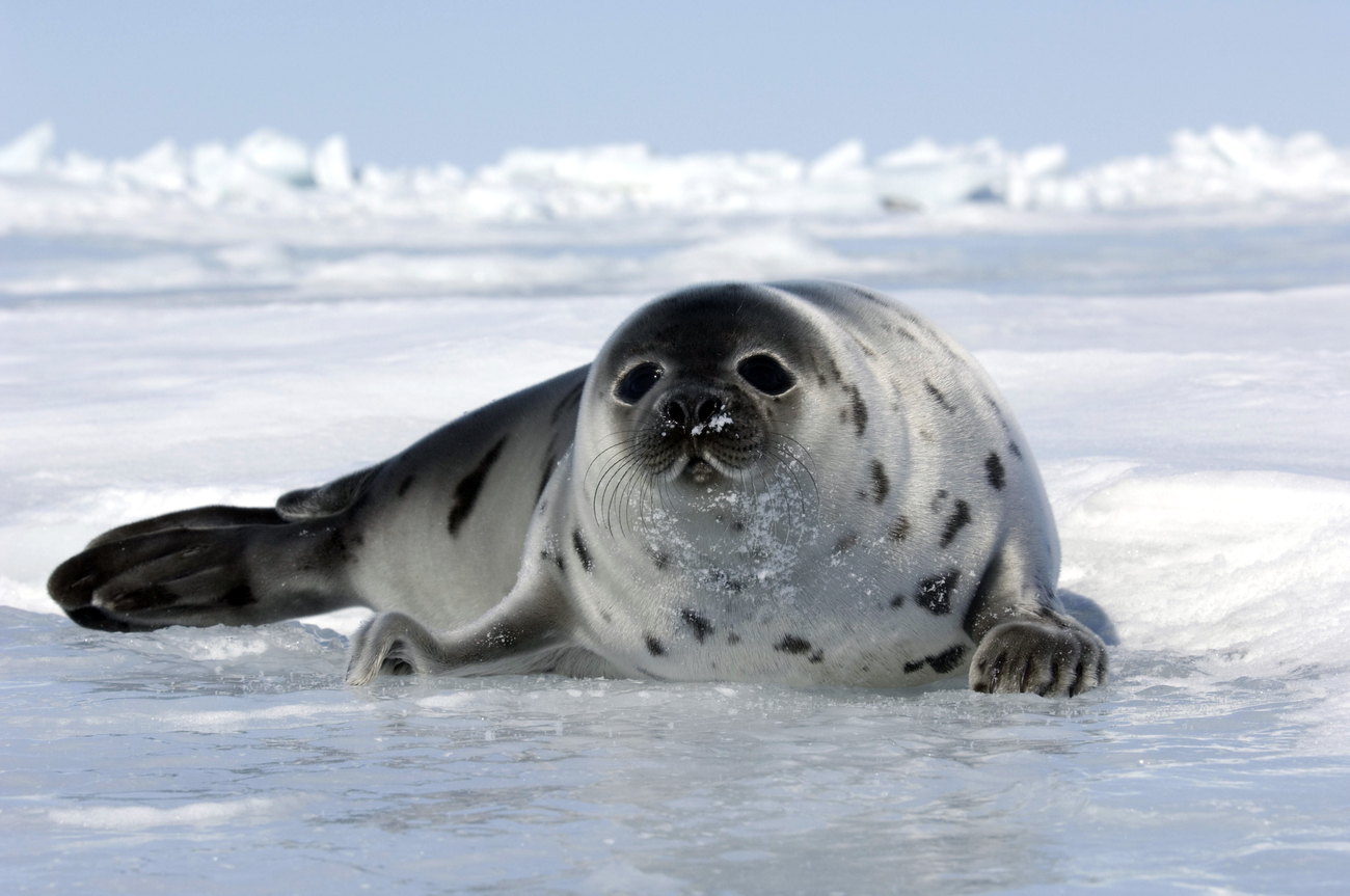 The World Trade Organization rules that the EU has the right to ban seal products on the basis of animal welfare concerns.