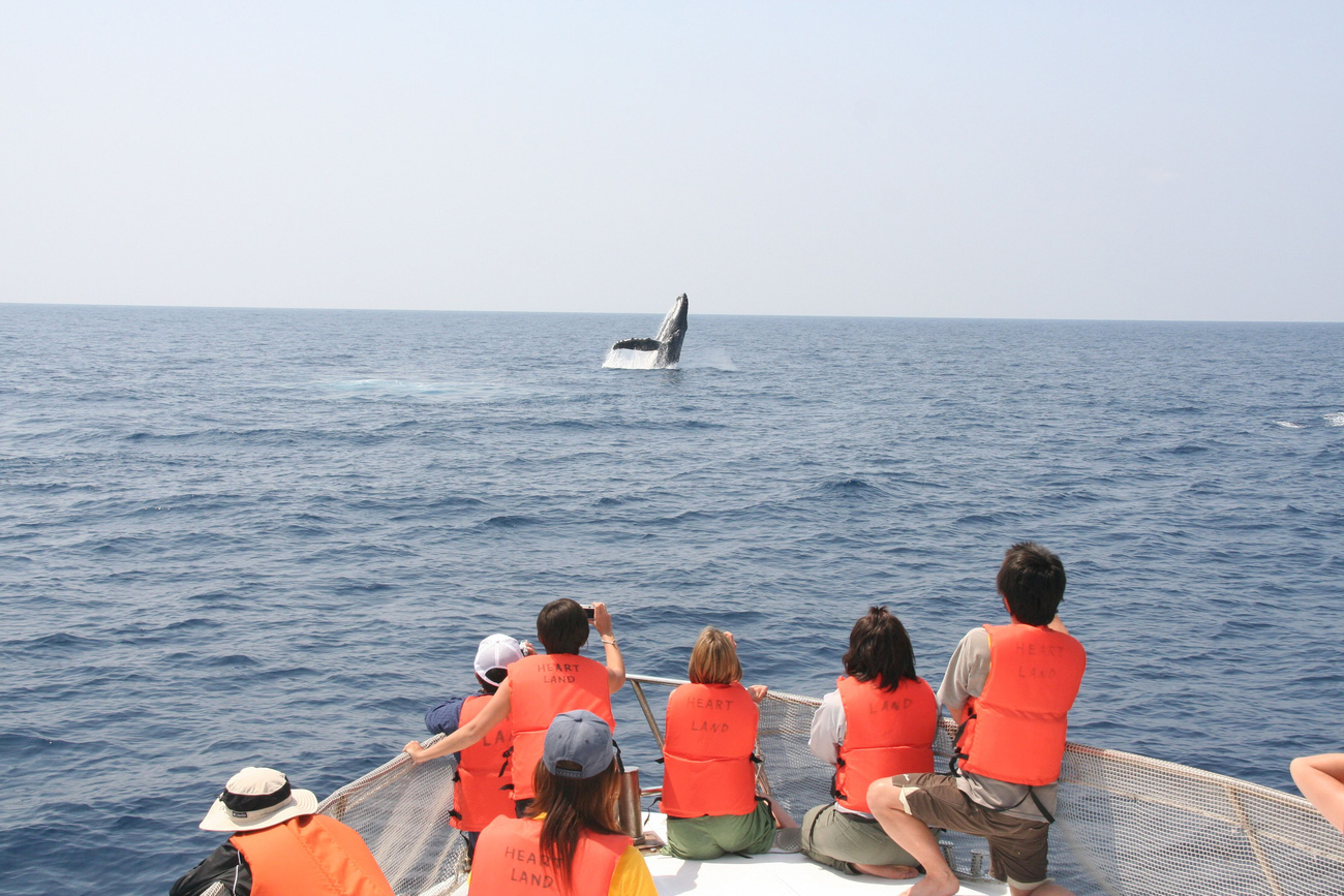 La Cour internationale de Justice déclare illégale en vertu du droit international la chasse à la baleine commerciale pratiquée par le Japon dans l’océan austral.