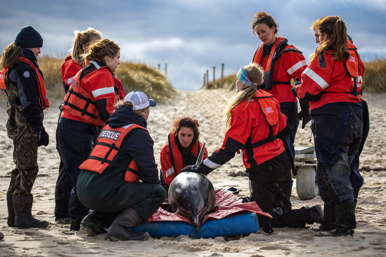 IFAW responds to an unprecedented number of common dolphin strandings on Cape Cod. Of the 114 dolphins we treat 87 successfully 76 percent are released.