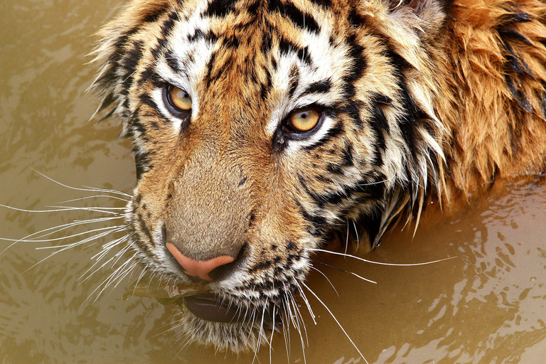 Our Impact | IFAW Our Impact | IFAW