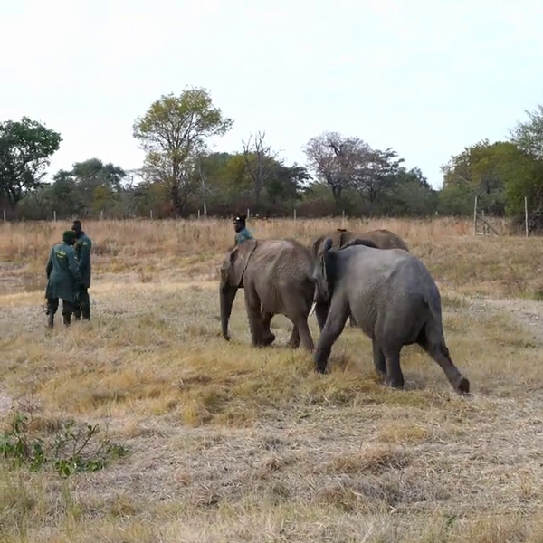 Helfen Sie, Tiere in Not zu retten