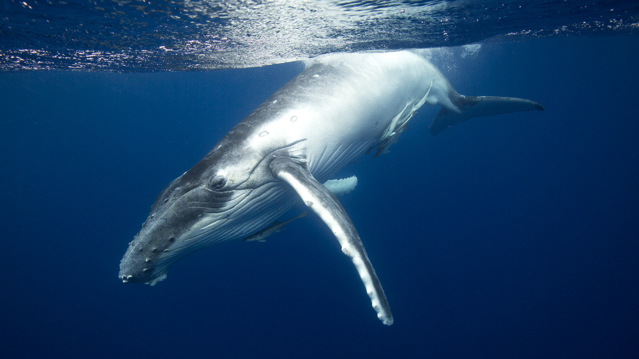 Humpback Whale diving after breach off the coast of Tonga.