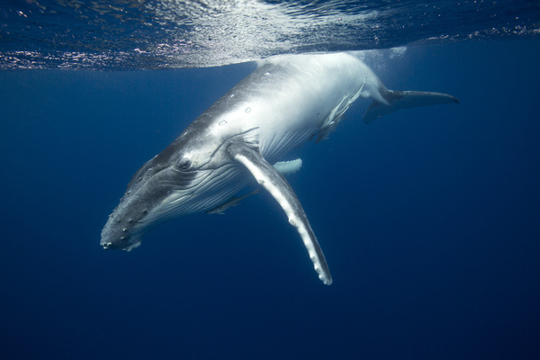 protecting our ocean