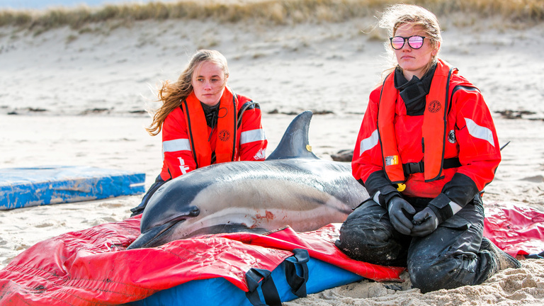 Marine Mammal Stranding Network