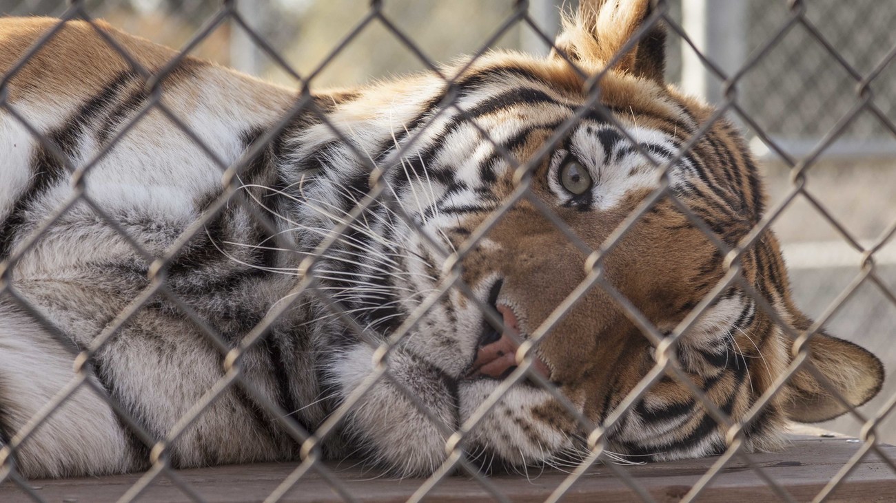 closeup of a tiger's face as it lies inside its enclosure at the Lions, Tigers & Bears sanctuary