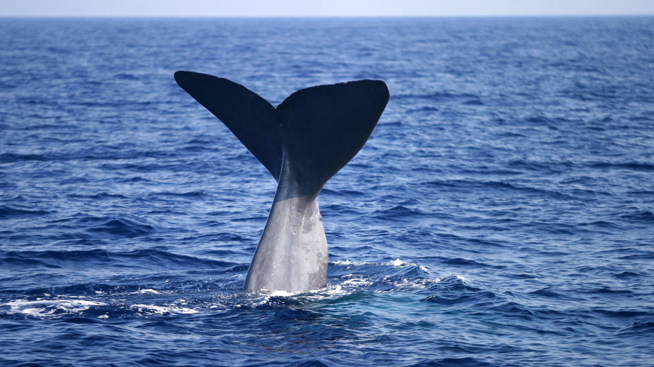 A sperm whale flukes in the Mediterranean Sea.