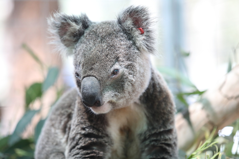 Koala Habitat Protection with Detection Dogs - Australia