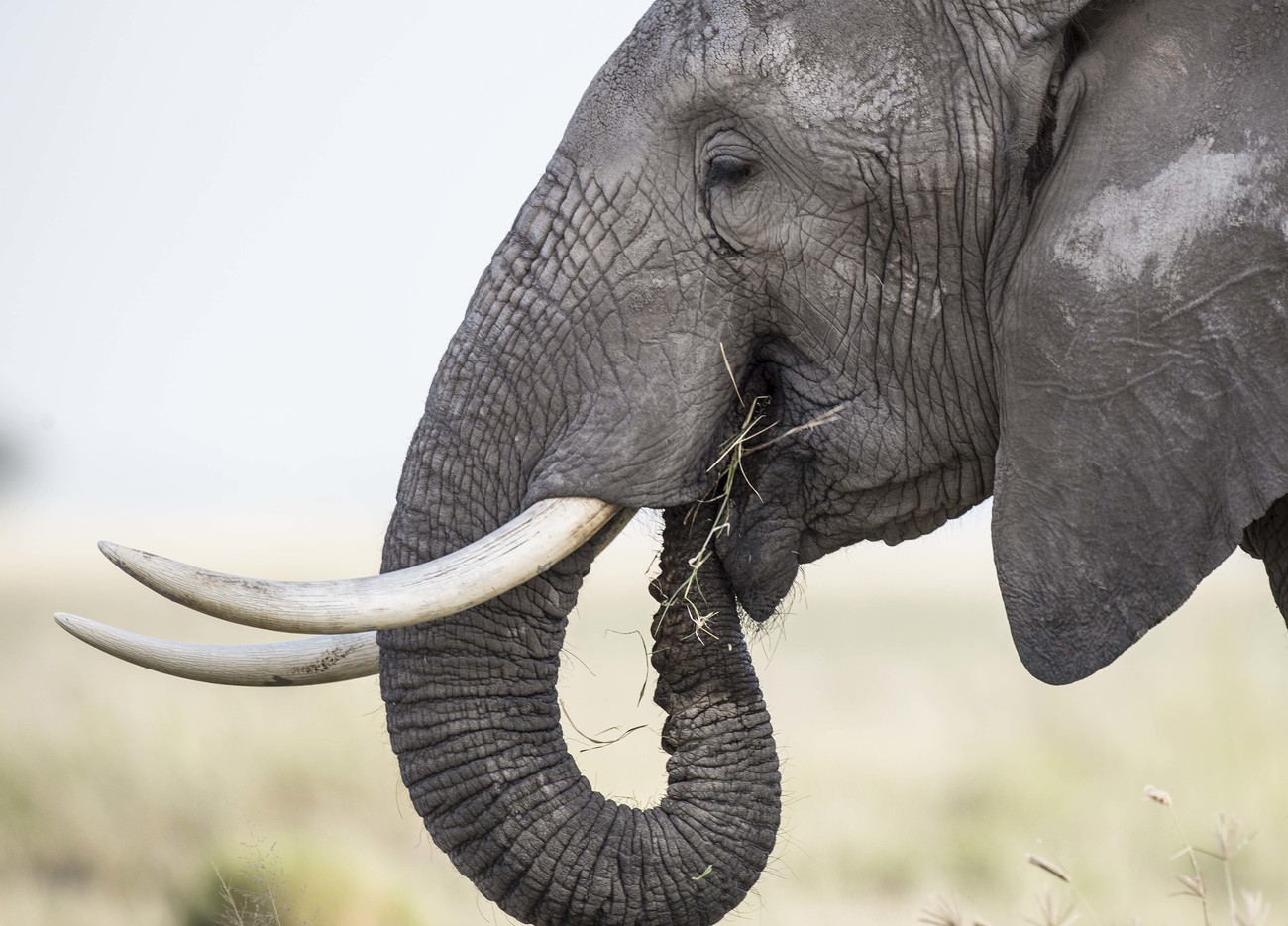 Demand for seizing and trading elephant ivory shows no signs of abating.