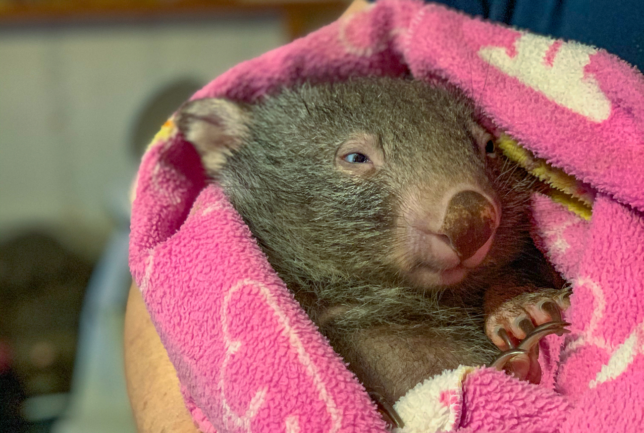 A wombat rescued in Australia