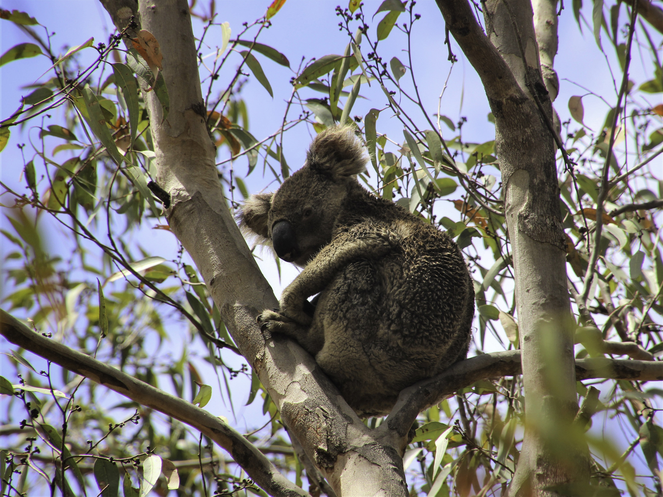 koala in tree nsw