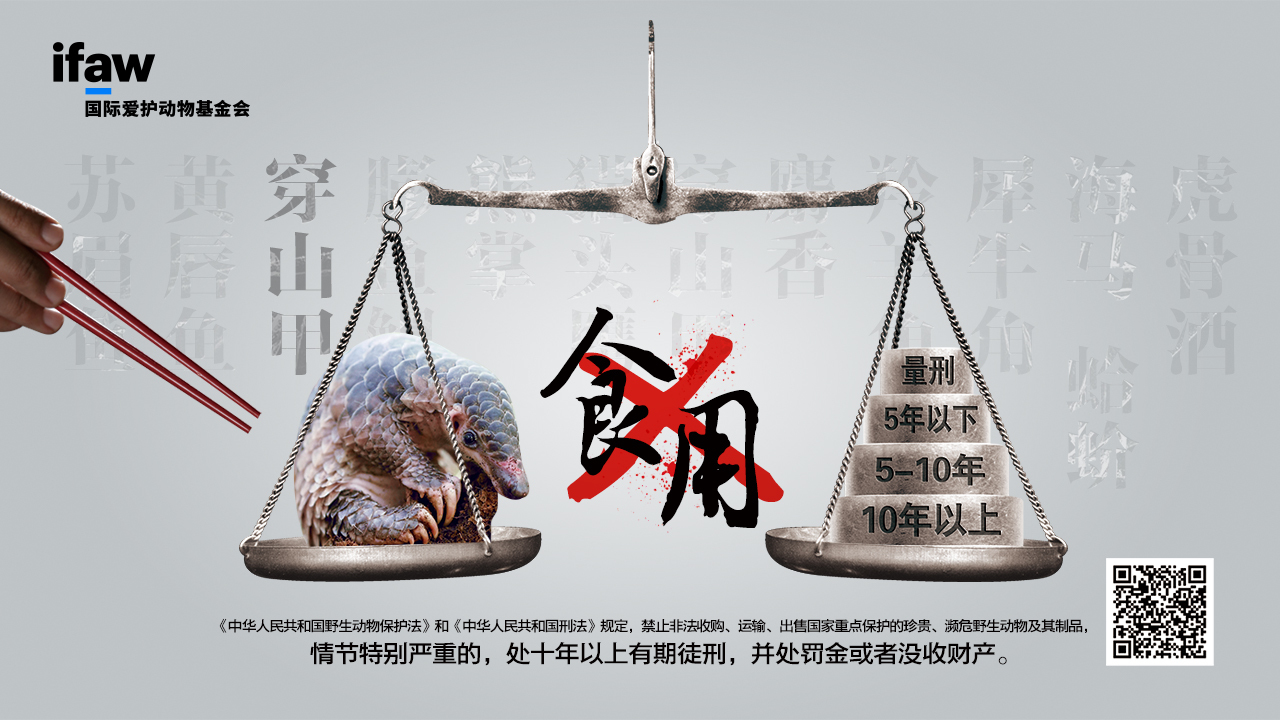 Campagne sur les pangolins en Chine