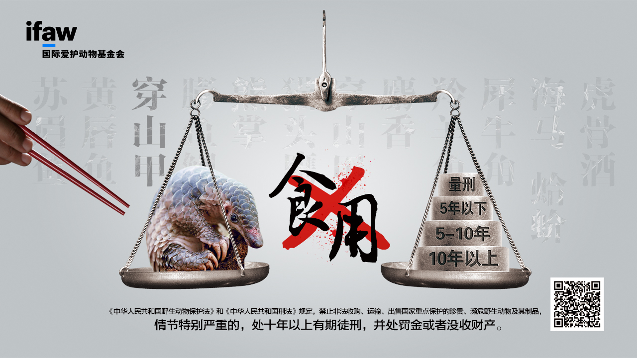 An IFAW ad cautioning against the trafficking of pangolins.