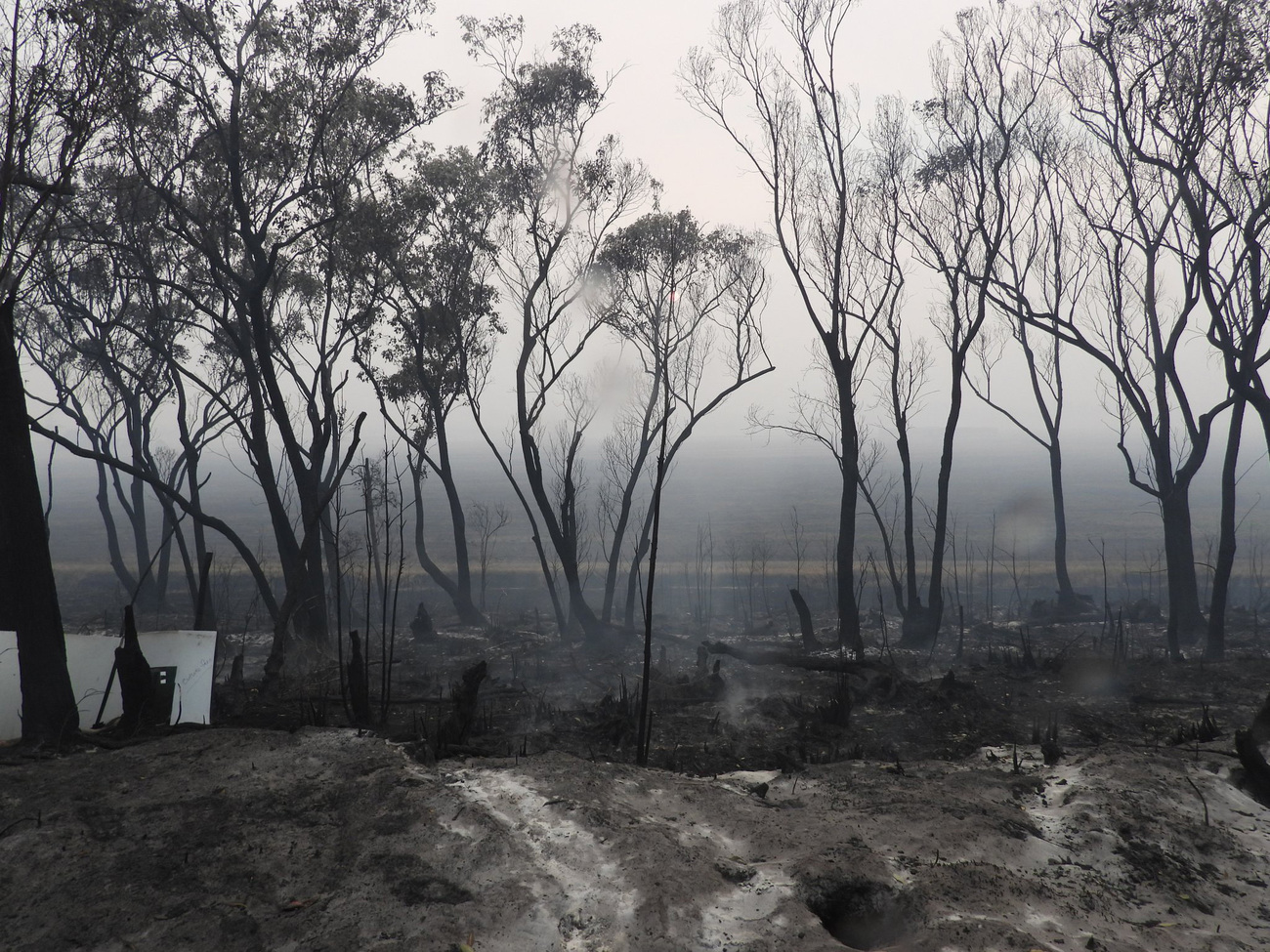 fires burned the forests of Australia. 