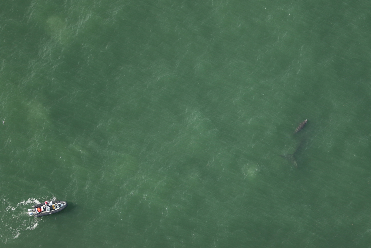 boat following whale