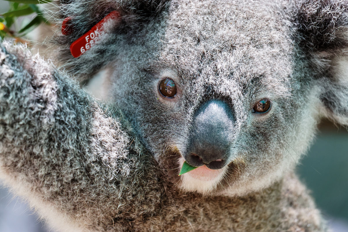 Close-up of a rescued koala after bushfires.