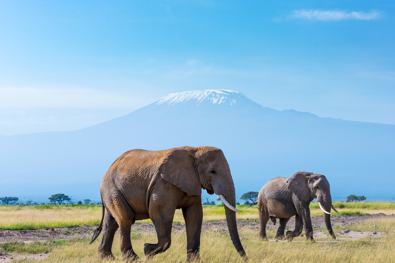 Elephant calves playing together in their herd at Amboseli National Park, Kenya.