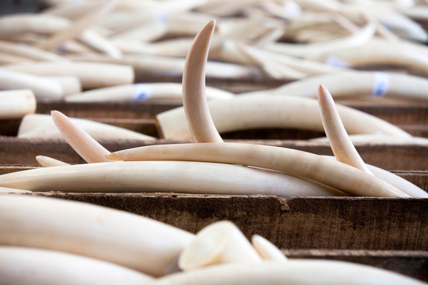 help save the elephants