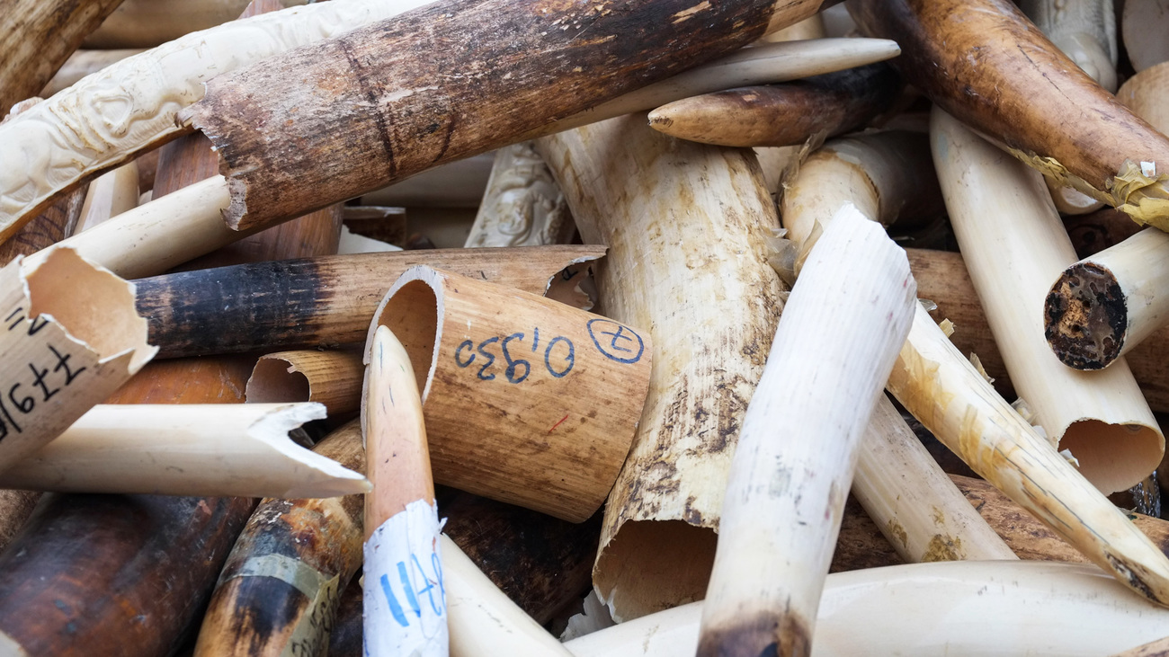 A pile of illegal ivory destroyed by the French government. 