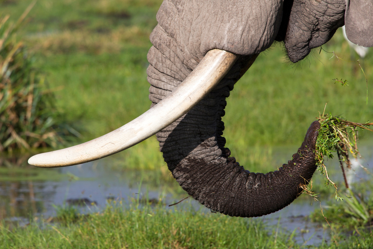 Why some creative poaching solutions fail | IFAW