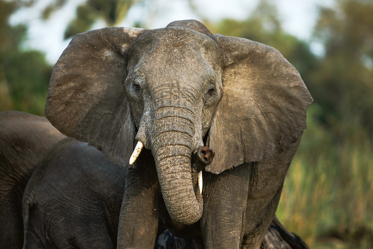 An African Elephant Bush elephant poses for the photo in Liwonde National, Malawi on November 16, 2018.