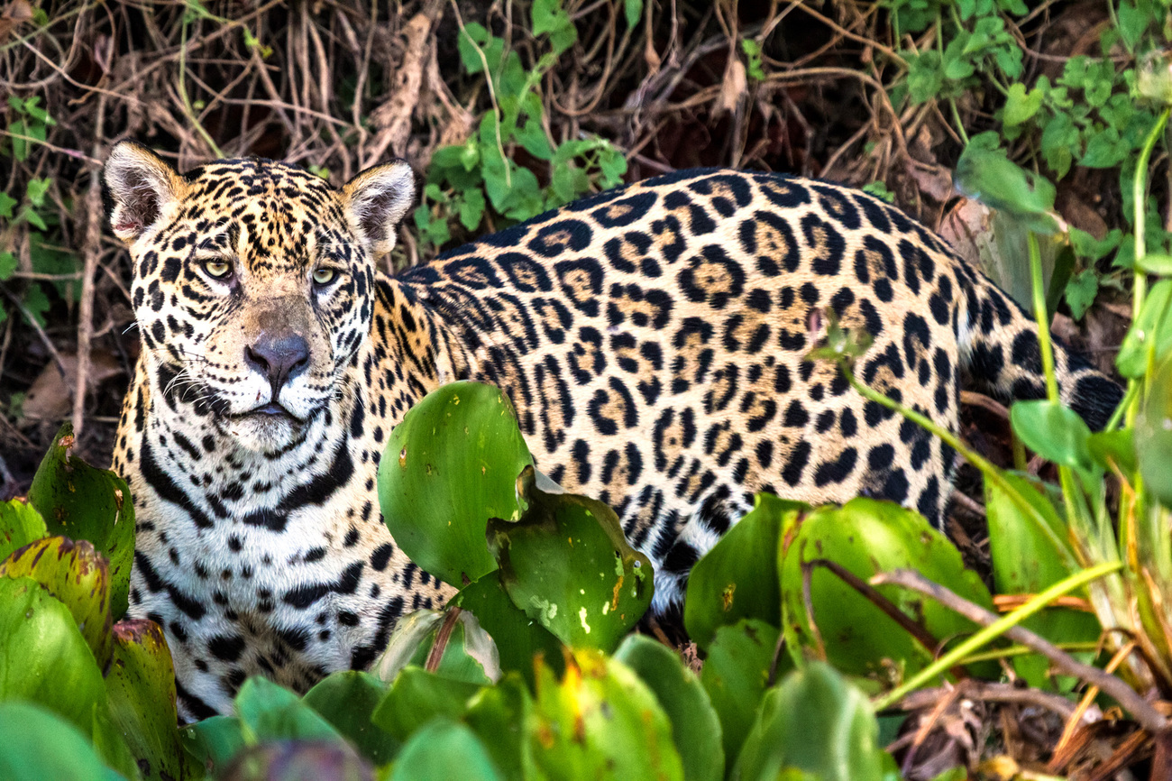 jaguar in Brazilië