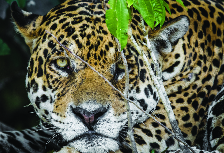 Zoo welcomes rare jaguar in effort to protect 'remarkable' species