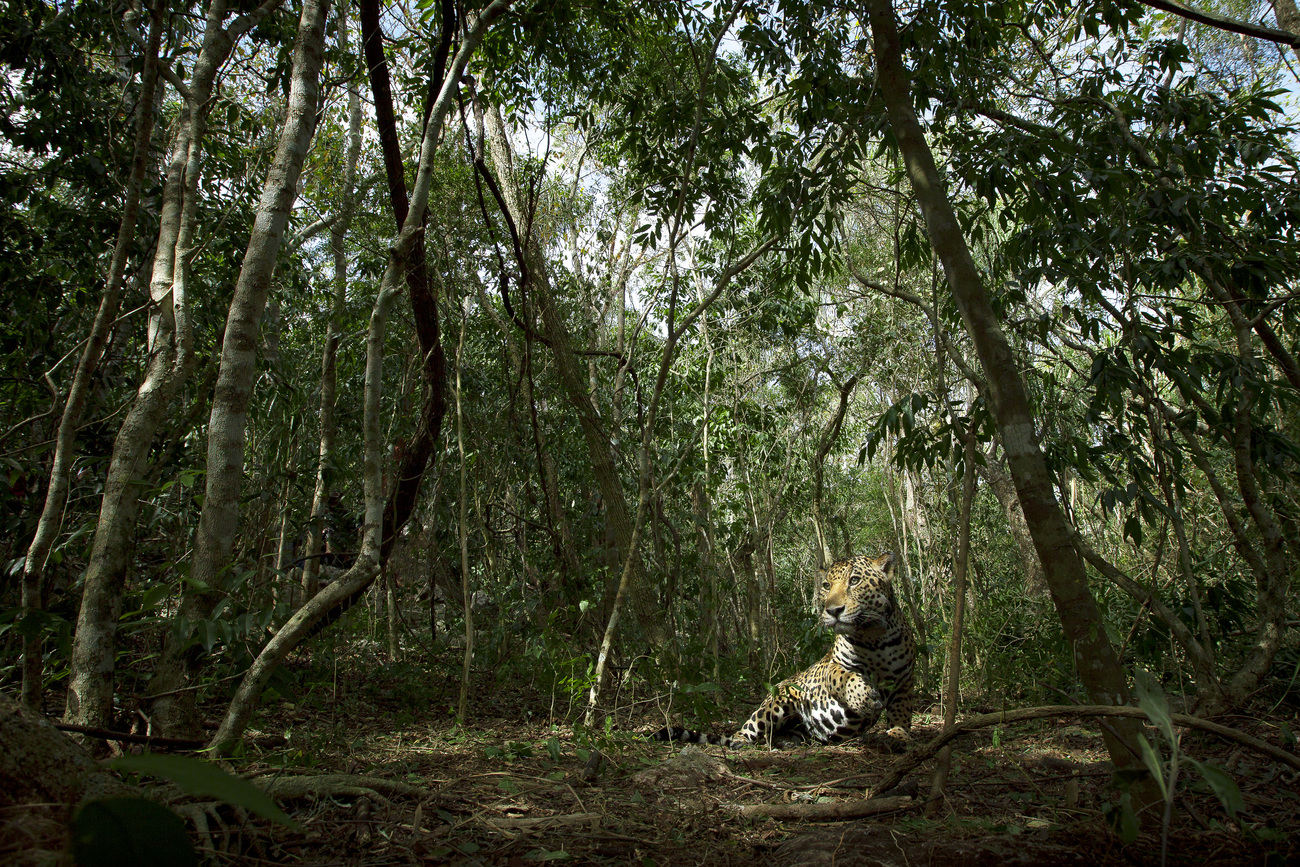 a jaguar pictured in a dense forest