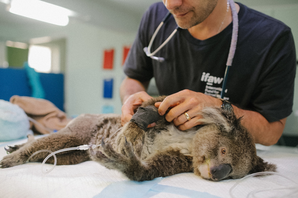 ifaw calls for emergency uplisting of NSW koalas to endangered after report reveals true impact of bushfires 