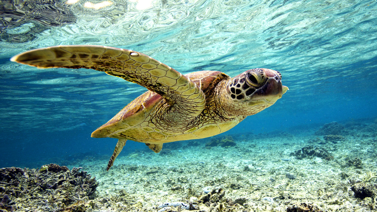 A green sea turtle swimming in shallow waters.