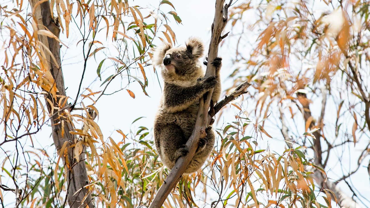 Un koala aperçu dans un arbre, en Nouvelle-Galles du Sud (Australie).