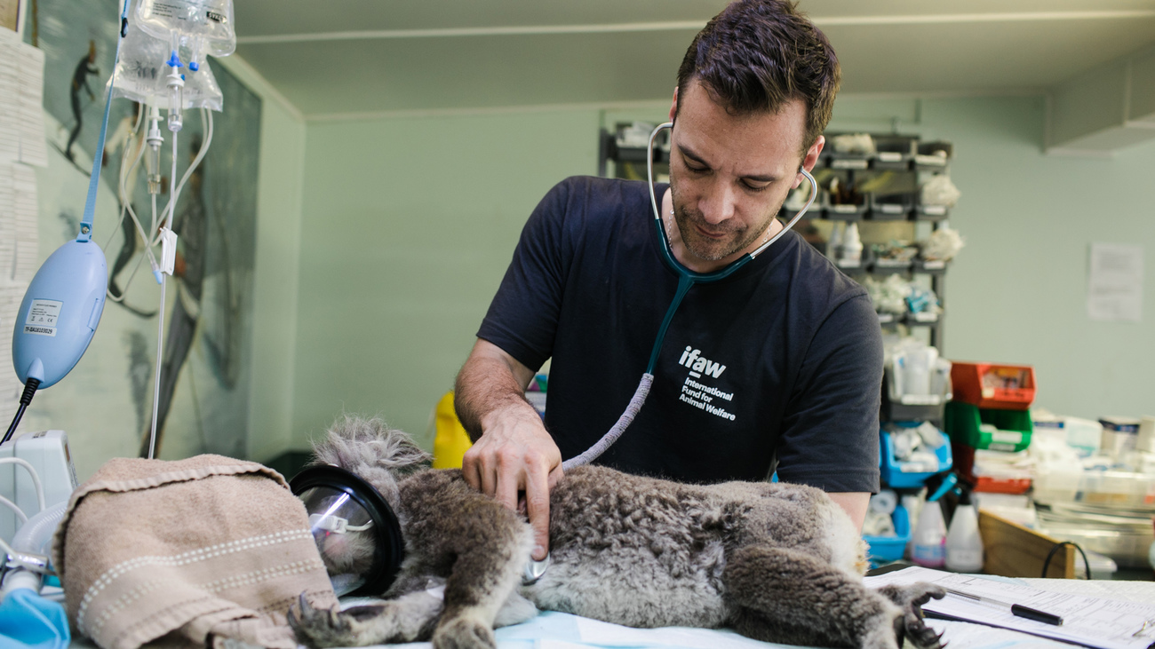 vétérinaire soignant un koala