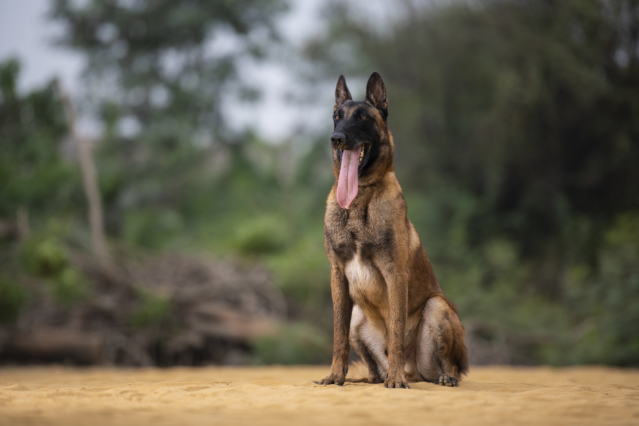 Firefox malinois hot sale