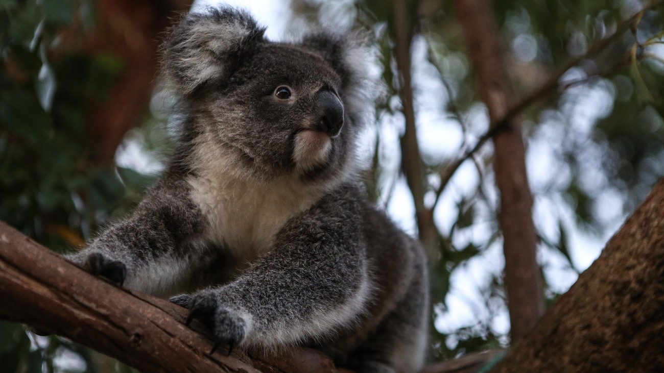 a koala looks to the side while resting on a tree branch