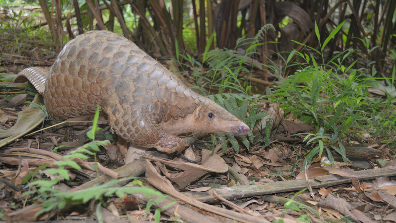 Pangolin javanais