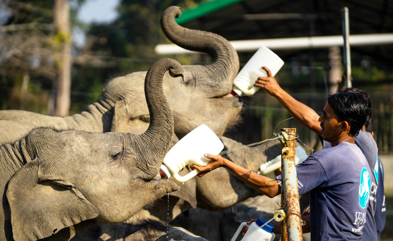 Animal keepers hand-feed rescued elephants at the Center for Wildlife Rehabilitation and Conservation (CWRC) near Kaziranga National Park in the state of Assam in India.