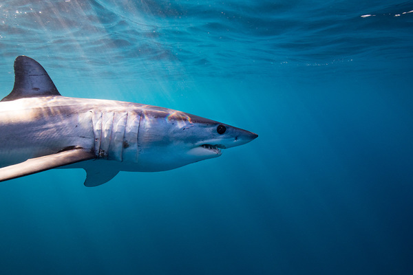 EU milestone decision to support sharks, congratulated by ifaw